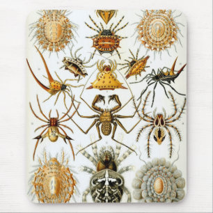 Haeckel Muismat
