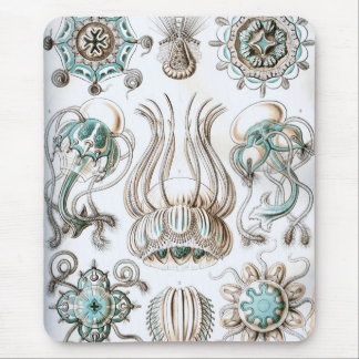 Haeckel Muismat