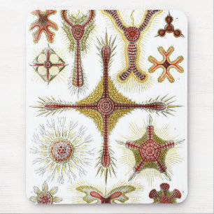 Haeckel Muismat