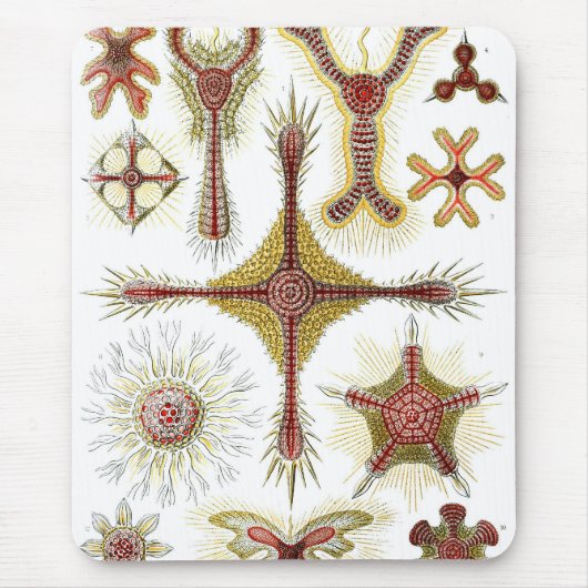 Haeckel Muismat (Voorkant)