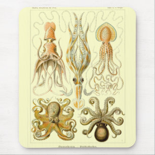 Haeckel Muismat