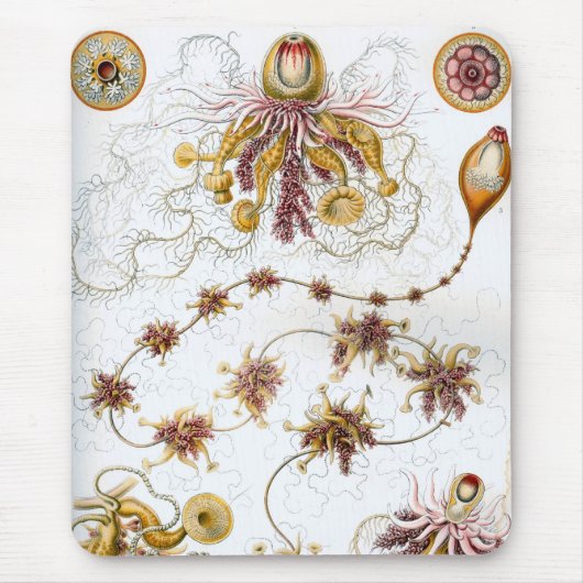 Haeckel Muismat (Voorkant)