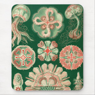 Haeckel Muismat