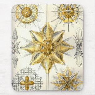 Haeckel Muismat