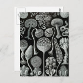 Haeckel Mycetozoa Briefkaart (Voorkant / Achterkant)