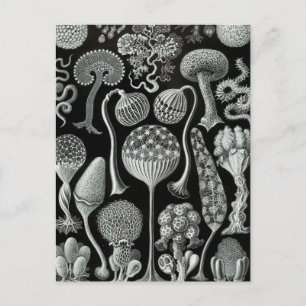 Haeckel Mycetozoa Briefkaart