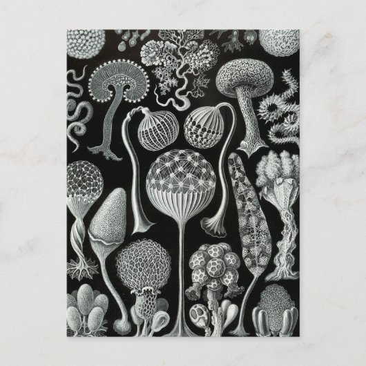 Haeckel Mycetozoa Briefkaart (Voorkant)