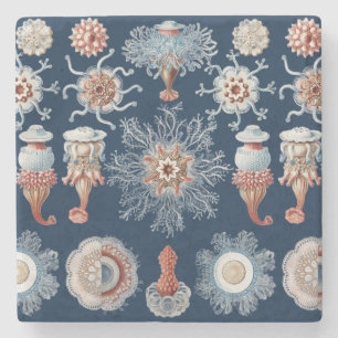 Haeckel Natuur Kunst Siphonophorae Antieke Prent Stenen Onderzetter