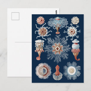 Haeckel Natuur Kunst Siphonophorae Antieke Print Briefkaart