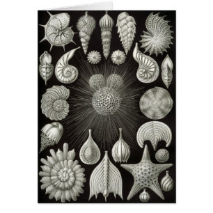 Haeckel Négatif