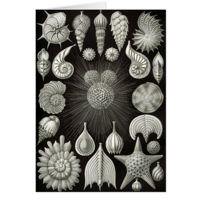 Haeckel Négatif (Devant)