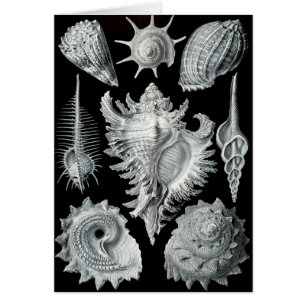 Haeckel Negative