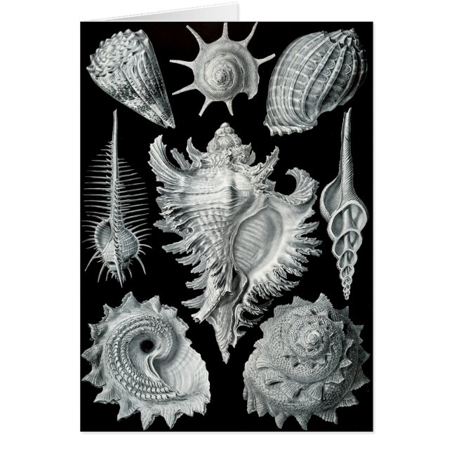 Haeckel Negative (Voorkant)