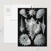 Haeckel Negative Briefkaart (Voorkant / Achterkant)