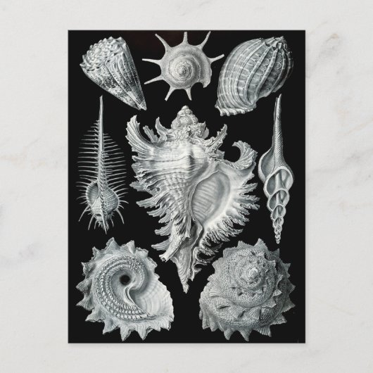 Haeckel Negative Briefkaart (Voorkant)