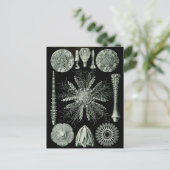 Haeckel Negative Briefkaart (Staand voorkant)