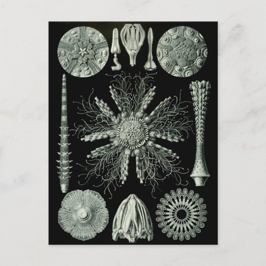 Haeckel Negative Briefkaart (Voorkant)