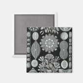 Haeckel Negative Magneet (Voorkant / Achterkant)