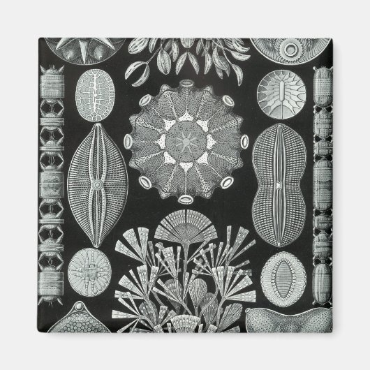 Haeckel Negative Magneet (Voorkant)