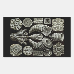 Haeckel Negative Rechthoekige Sticker