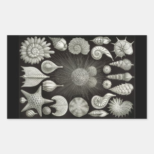 Haeckel Negative Rechthoekige Sticker