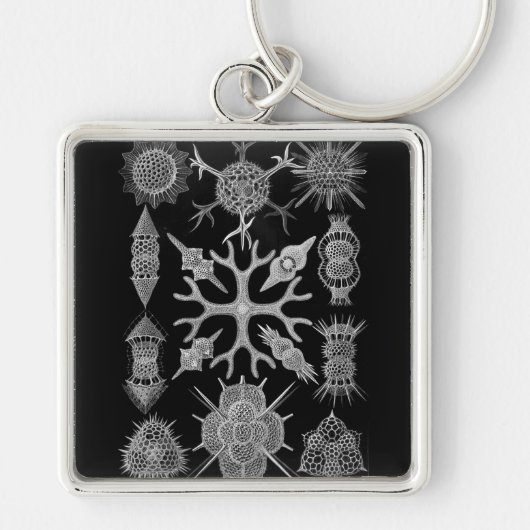 Haeckel Negative Sleutelhanger (Voorkant)