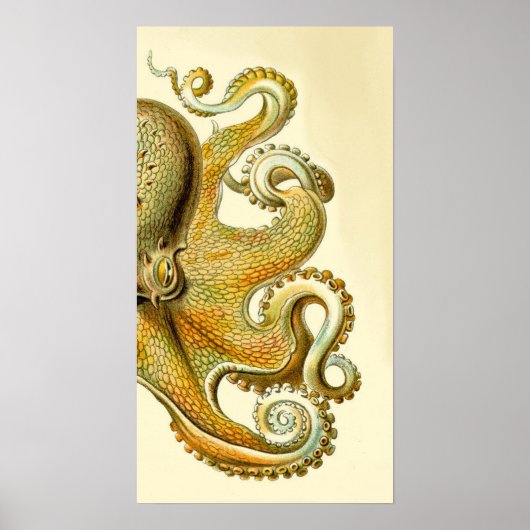Haeckel Octopus Diptych I Poster (Voorkant)