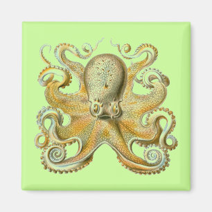Haeckel Octopus Magneet
