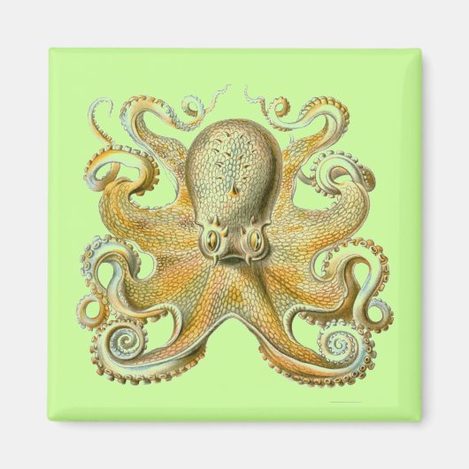 Haeckel Octopus Magneet (Voorkant)