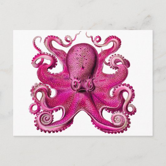 Haeckel Octopus Pink Briefkaart (Voorkant)