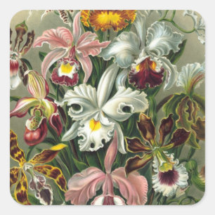 Haeckel Orchidae Vierkante Sticker