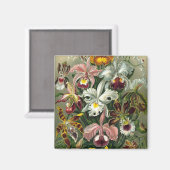 Haeckel Orchids Magneet (Voorkant / Achterkant)