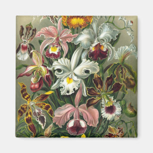 Haeckel Orchids Magneet