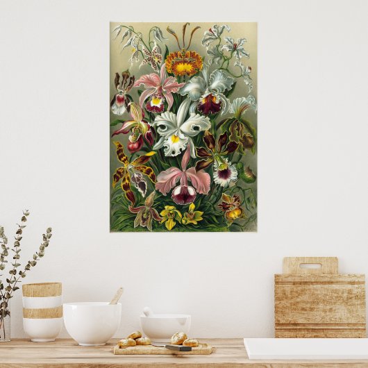 Haeckel Orchids Poster (Keuken)