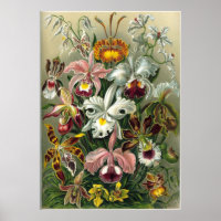Haeckel Orchids Print