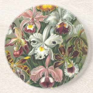 Haeckel Orchids Zandsteen Onderzetter