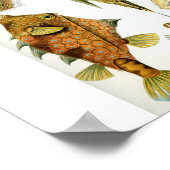 Haeckel_Ostraciontes Poster (Hoek)