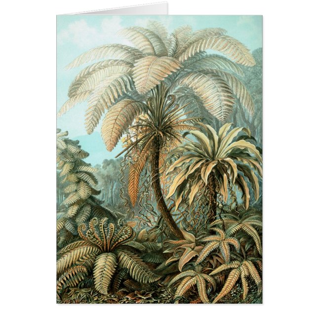 Haeckel Palm Tree (Voorkant)