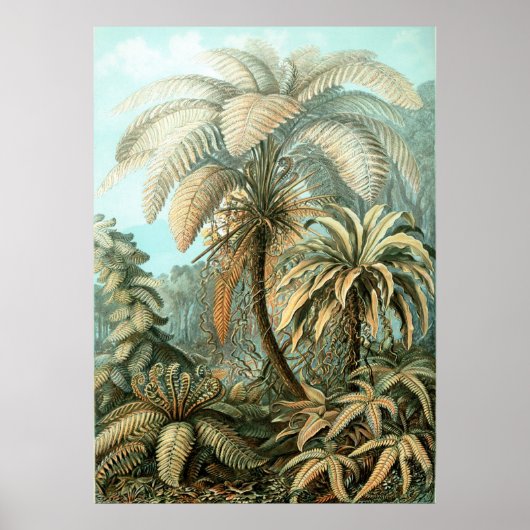 Haeckel Palmboom Poster (Voorkant)