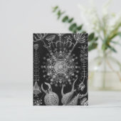 Haeckel Phaeodaria Briefkaart (Staand voorkant)