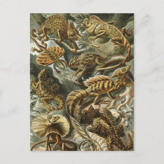 Haeckel Reptiles Briefkaart (Voorkant)