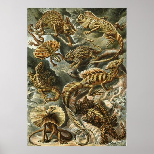 Haeckel Reptiles Poster (Voorkant)
