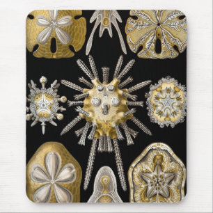 Haeckel Sealife Muismat
