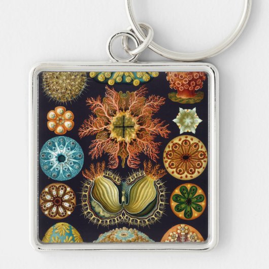 Haeckel Sleutelhanger (Voorkant)