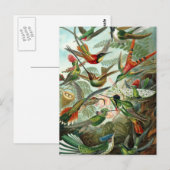 Haeckel Trochilidae Briefkaart (Voorkant / Achterkant)