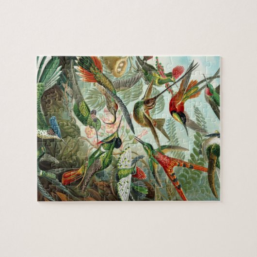 Haeckel Trochilidae Legpuzzel (Horizontaal)