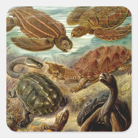  Haeckel Turtles Vierkante Sticker (Voorkant)