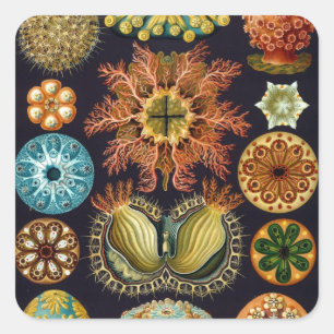 Haeckel Vierkante Sticker