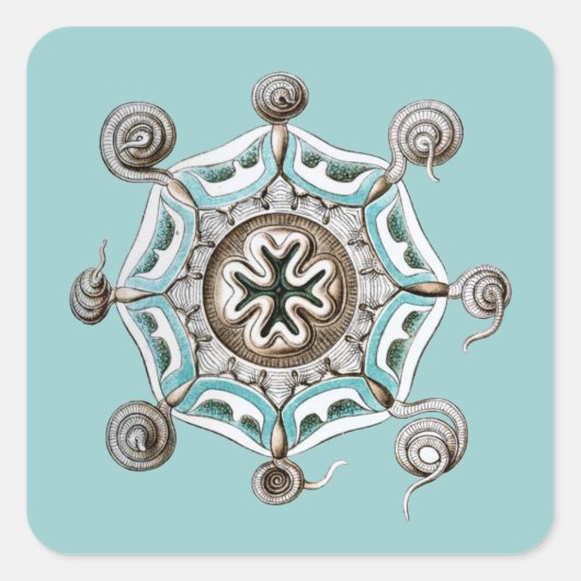 Haeckel Vierkante Sticker (Voorkant)