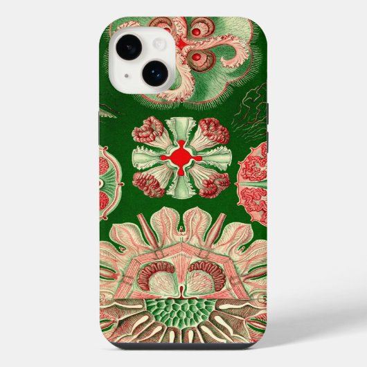 Haeckel vintage (Verso)